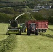 Silage Additive